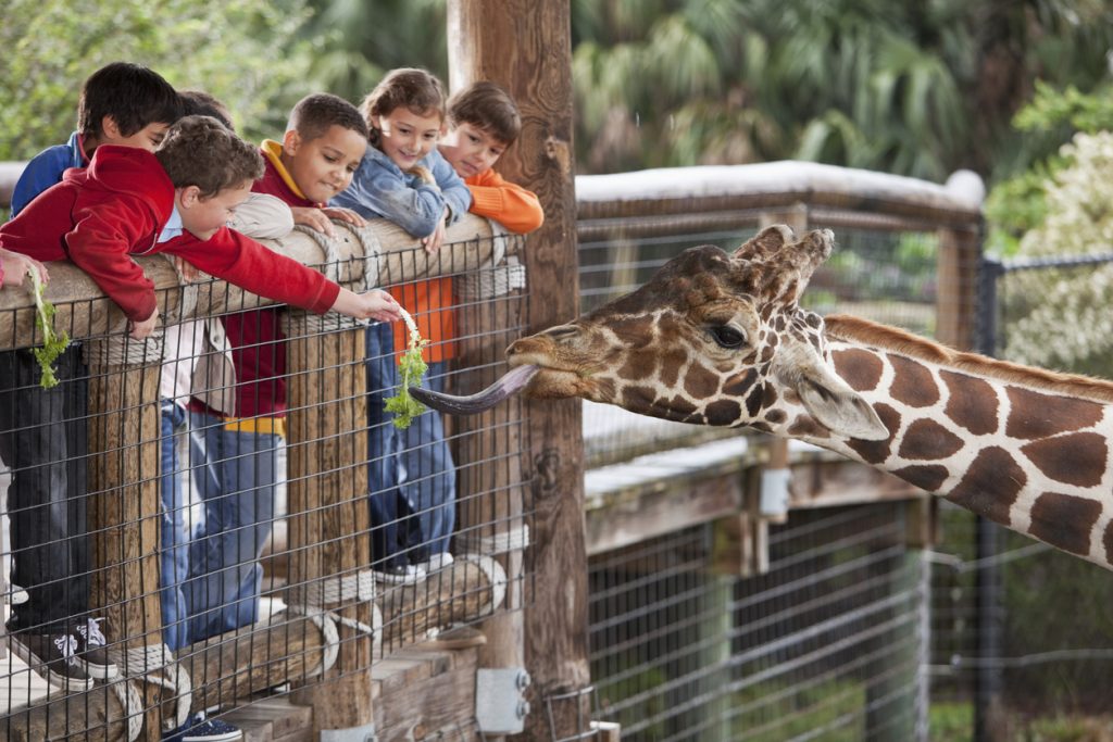 Greenville Zoo