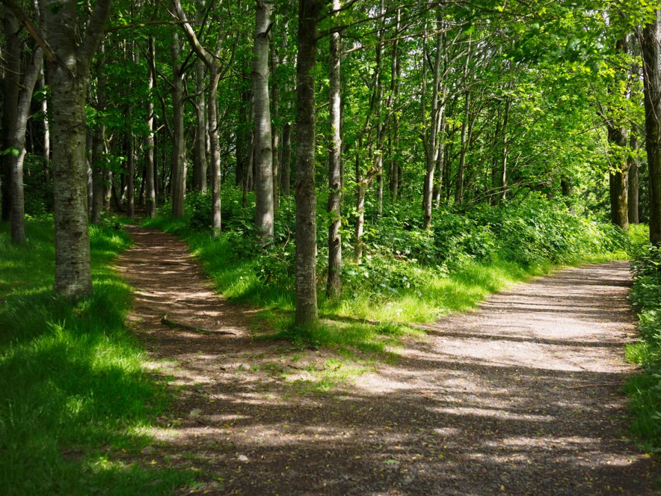 Explore Paris Mountain State Park