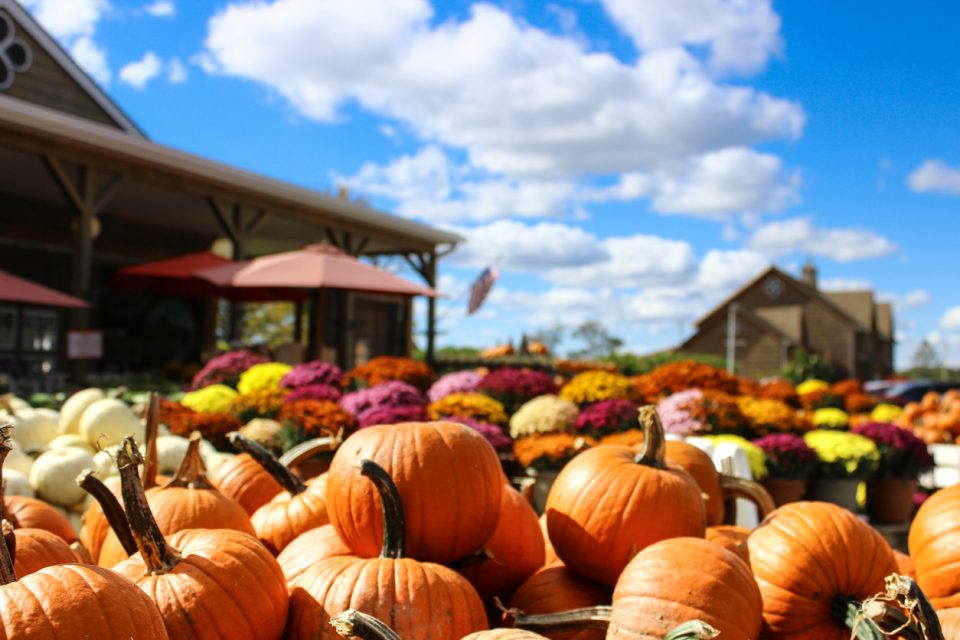 Fall Harvest Festival