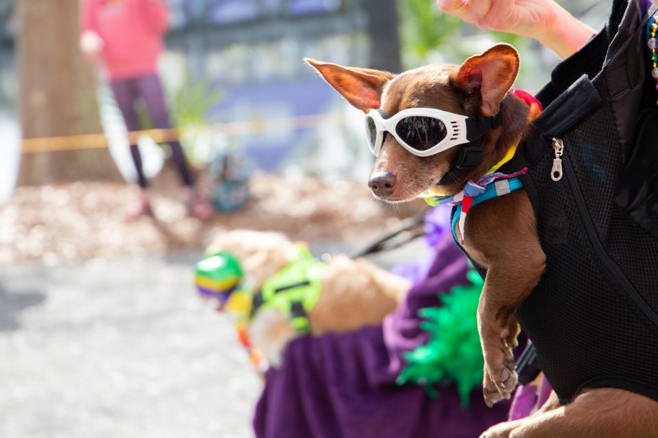 Small dog with sunglasses on in a parade