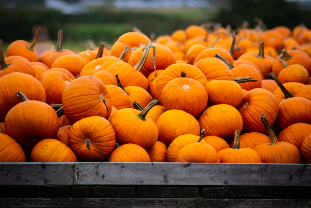 Pumpkins in a Wagon and Pumpkin Patch Closeups