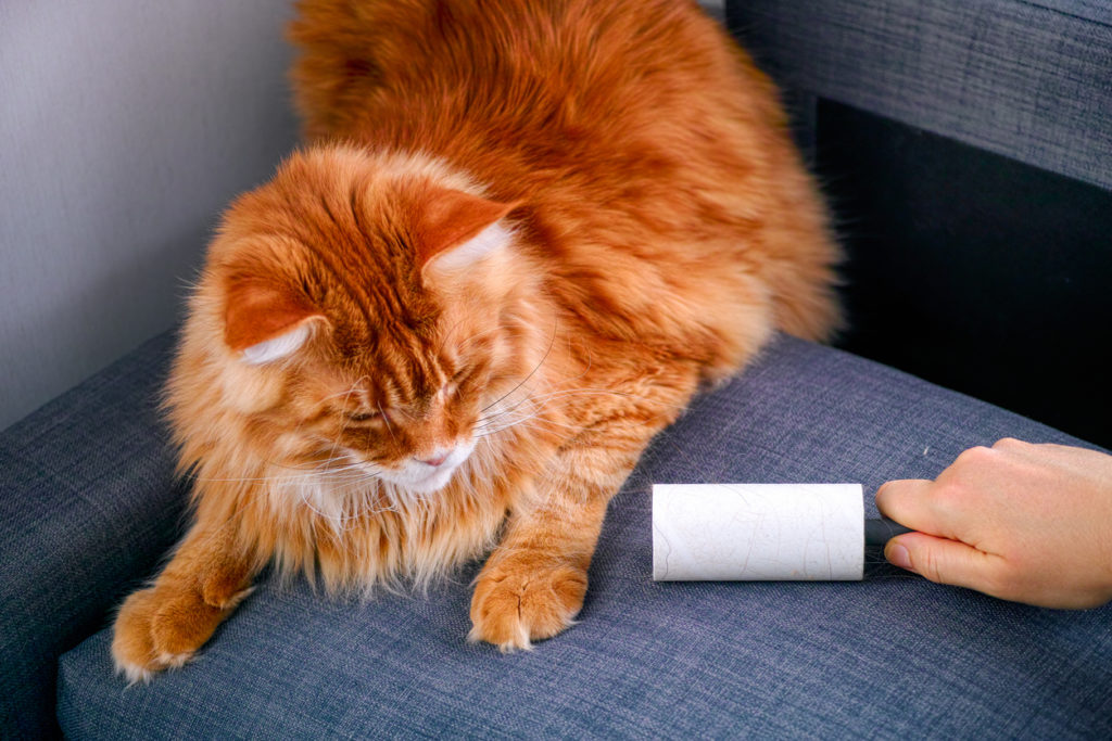 Woman hand with Lint roller removing animal hairs and fluff from gray couch.